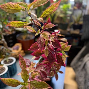 May include: A potted plant featuring elongated, pointed leaves with a vibrant color gradient transitioning from deep magenta and purple at the center to lime green and yellow along the serrated edges, growing on a slender, dark brown woody stem.