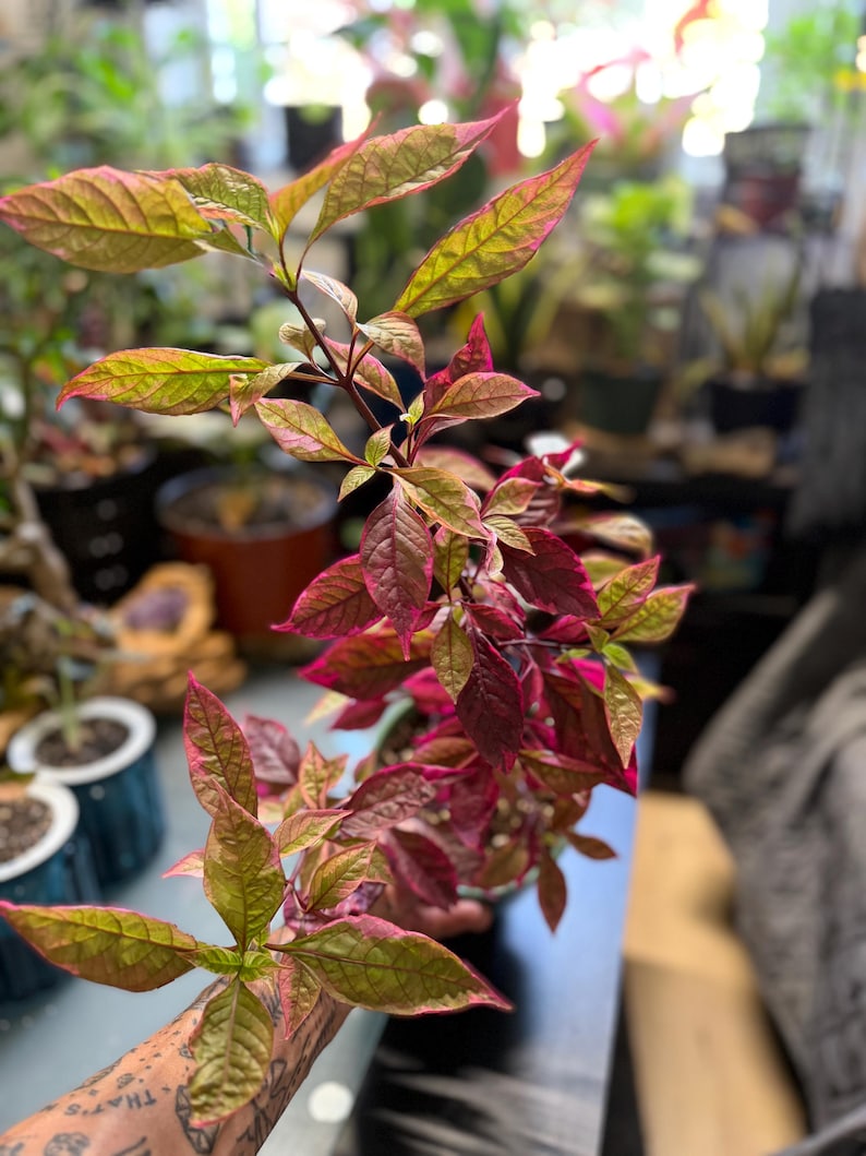 May include: A potted plant featuring elongated, pointed leaves with a vibrant color gradient transitioning from deep magenta and purple at the center to lime green and yellow along the serrated edges, growing on a slender, dark brown woody stem.