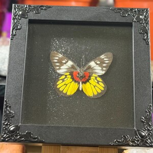 Puede incluir: Un esp&eacute;cimen de mariposa enmarcado. La mariposa tiene alas amarillas, rojas, blancas y marrones. El marco negro tiene detalles ornamentados en las esquinas. El fondo es negro con un sutil efecto de brillo, creando una exhibici&oacute;n llamativa.