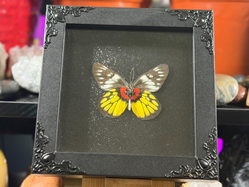 Puede incluir: Un esp&eacute;cimen de mariposa enmarcado. La mariposa tiene alas amarillas, rojas, blancas y marrones. El marco negro tiene detalles ornamentados en las esquinas. El fondo es negro con un sutil efecto de brillo, creando una exhibici&oacute;n llamativa.