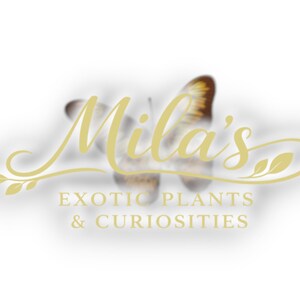 Pode incluir: Logotipo dourado para "Mila's Exotic Plants & Curiosities" com uma silhueta de borboleta no fundo. O texto em escrita cursiva inclui o nome da empresa e os produtos oferecidos, sobre um fundo branco.