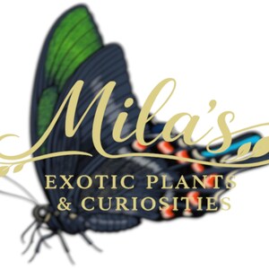 May include: A logo featuring a butterfly with dark blue and green wings. The text "Mila's" is in gold script, with "EXOTIC PLANTS & CURIOSITIES" below in gold sans-serif font.