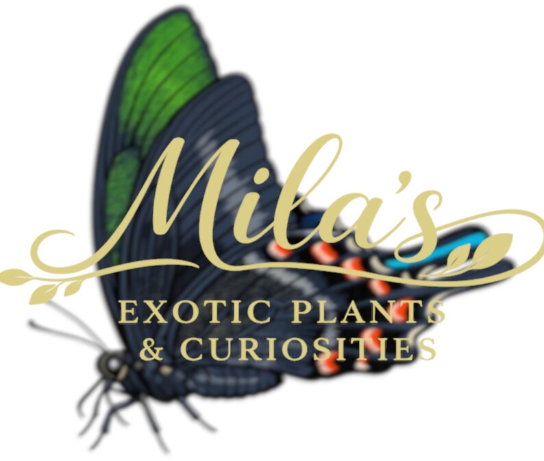 May include: A logo featuring a butterfly with dark blue and green wings. The text "Mila's" is in gold script, with "EXOTIC PLANTS & CURIOSITIES" below in gold sans-serif font.