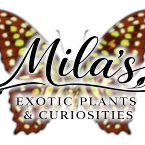 May include: Logo for Mila's Exotic Plants & Curiosities. The logo features a butterfly with brown and yellow patterned wings. The business name is written in elegant script, with the words "EXOTIC PLANTS & CURIOSITIES" below.