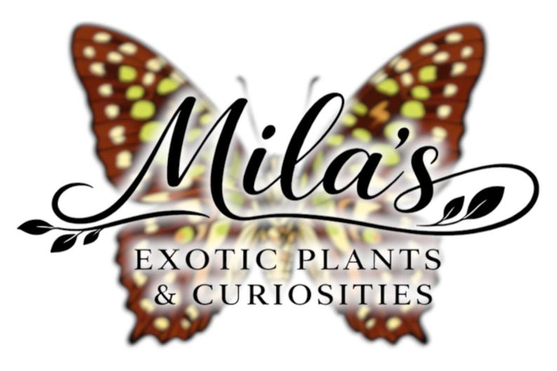 May include: Logo for Mila's Exotic Plants & Curiosities. The logo features a butterfly with brown and yellow patterned wings. The business name is written in elegant script, with the words "EXOTIC PLANTS & CURIOSITIES" below.
