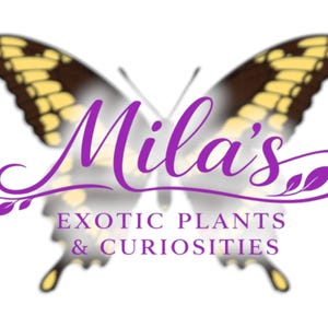 May include: A logo featuring a butterfly with yellow and brown wings. The name "Mila's" is written in purple script, with the words "EXOTIC PLANTS & CURIOSITIES" below in a sans-serif font. The overall design is on a white background.