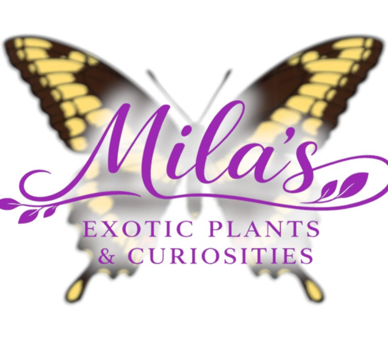 May include: A logo featuring a butterfly with yellow and brown wings. The name "Mila's" is written in purple script, with the words "EXOTIC PLANTS & CURIOSITIES" below in a sans-serif font. The overall design is on a white background.