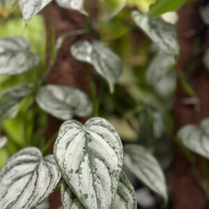 May include: A trailing houseplant featuring heart-shaped leaves with a variegated pattern of silvery-grey and deep green. The foliage displays a distinct mottled texture across the surface of each leaf, with thin stems extending from a central point.