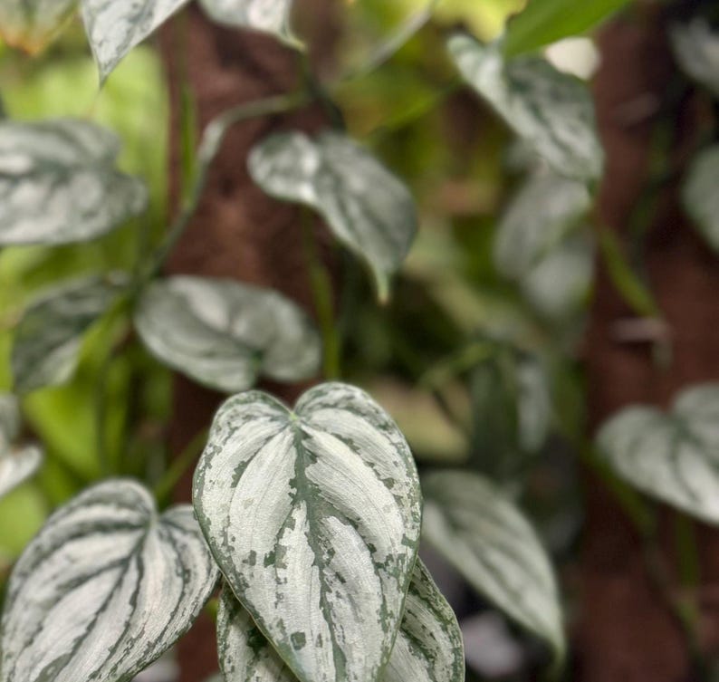 May include: A trailing houseplant featuring heart-shaped leaves with a variegated pattern of silvery-grey and deep green. The foliage displays a distinct mottled texture across the surface of each leaf, with thin stems extending from a central point.