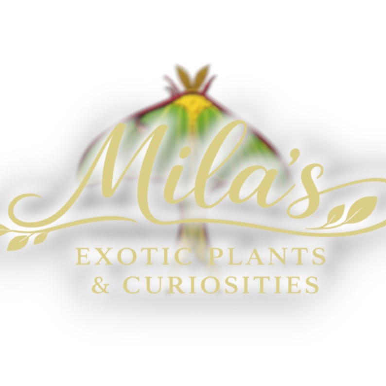 May include: Logo for Mila's Exotic Plants & Curiosities. The logo features a stylized moth with green, yellow, and red accents. The text "Mila's" is in a cursive font, with "EXOTIC PLANTS & CURIOSITIES" below.