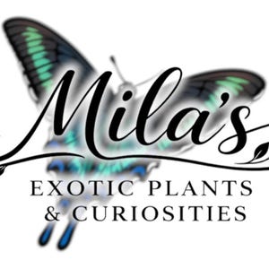 May include: The Mila's logo shows a butterfly with teal and black wings, and the text "Mila's Exotic Plants & Curiosities" in a decorative font. The logo is set against a white background.
