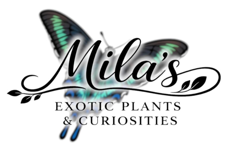 May include: The Mila's logo shows a butterfly with teal and black wings, and the text "Mila's Exotic Plants & Curiosities" in a decorative font. The logo is set against a white background.