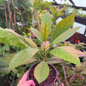 Puede incluir: Una joven planta de aguacate en una maceta negra, sostenida por una mano. La planta tiene varias hojas grandes de color verde claro con bordes amarillentos. Las hojas est&aacute;n veteadas y tienen un aspecto ligeramente texturizado. La maceta contiene tierra oscura.