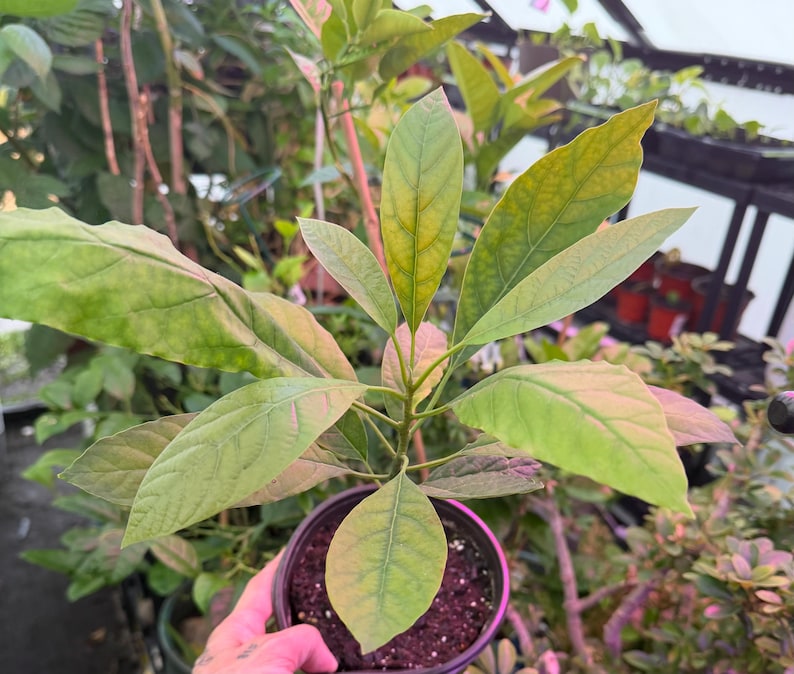 Puede incluir: Una joven planta de aguacate en una maceta negra, sostenida por una mano. La planta tiene varias hojas grandes de color verde claro con bordes amarillentos. Las hojas est&aacute;n veteadas y tienen un aspecto ligeramente texturizado. La maceta contiene tierra oscura.