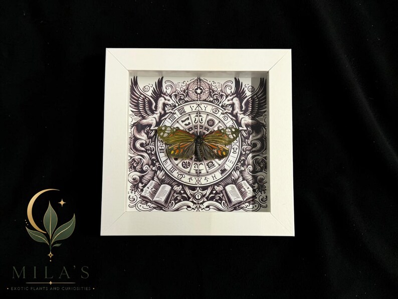 May include: A square white shadow box frame containing a preserved butterfly with green and orange wings. The background features a black and white circular zodiac-style illustration with winged creatures and open books at the bottom corners.