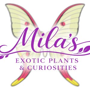 May include: A logo for "Mila's Exotic Plants & Curiosities" features a stylized butterfly with yellow wings, red and pink accents, and purple text. The text includes the name "Mila's" in a cursive font and the business description.
