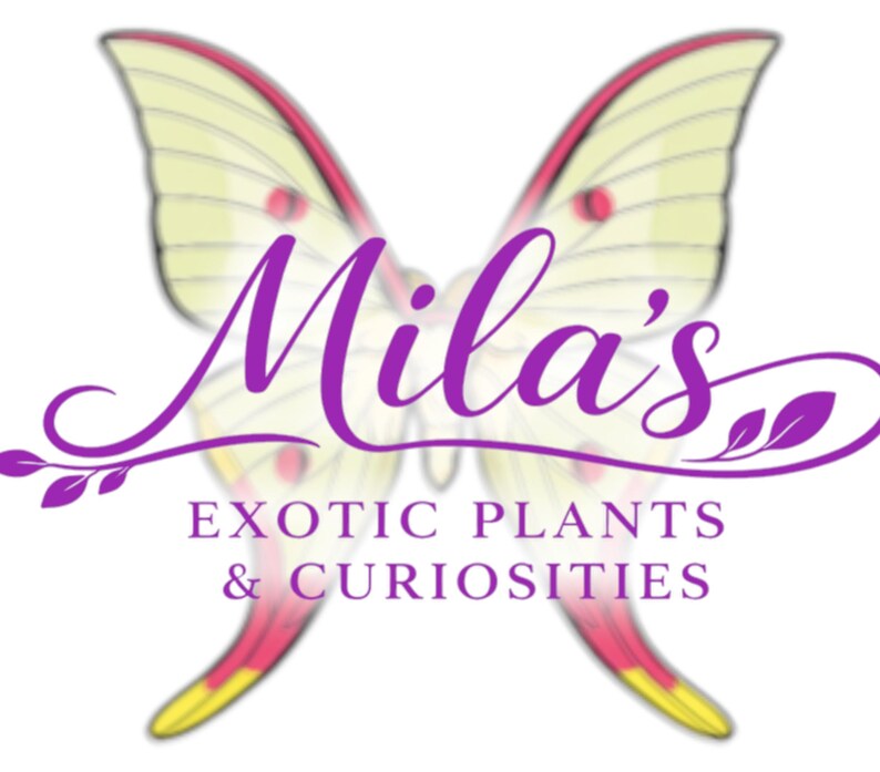 May include: A logo for "Mila's Exotic Plants & Curiosities" features a stylized butterfly with yellow wings, red and pink accents, and purple text. The text includes the name "Mila's" in a cursive font and the business description.