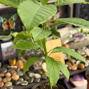 Puede incluir: Una joven planta de aguacate en una maceta peque&ntilde;a de color naranja rojizo. La planta tiene varias hojas grandes y verdes y un tallo delgado. La maceta est&aacute; llena de tierra oscura. El fondo incluye elementos decorativos.