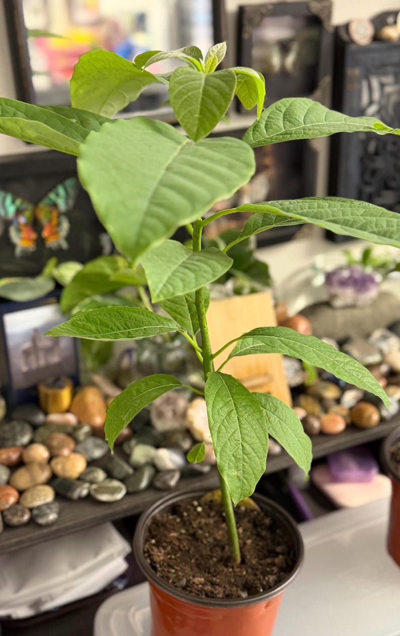 Puede incluir: Una joven planta de aguacate en una maceta peque&ntilde;a de color naranja rojizo. La planta tiene varias hojas grandes y verdes y un tallo delgado. La maceta est&aacute; llena de tierra oscura. El fondo incluye elementos decorativos.