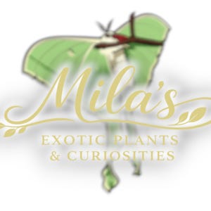 May include: Logo for Mila's Exotic Plants & Curiosities. The logo features a stylized green moth with a gold script font that reads "Mila's". The text "EXOTIC PLANTS & CURIOSITIES" is below the name.