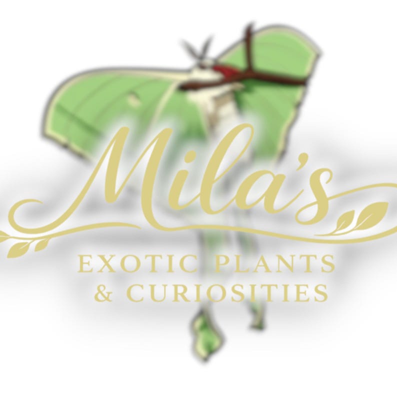 May include: Logo for Mila's Exotic Plants & Curiosities. The logo features a stylized green moth with a gold script font that reads "Mila's". The text "EXOTIC PLANTS & CURIOSITIES" is below the name.