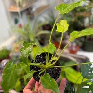 May include: A Philodendron Ring of Fire plant in a black plastic pot. The plant features elongated, serrated leaves with variegated patterns of bright lime green, yellow, and deep green. The foliage is speckled with water droplets throughout.