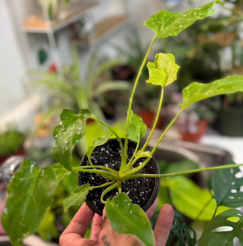 May include: A Philodendron Ring of Fire plant in a black plastic pot. The plant features elongated, serrated leaves with variegated patterns of bright lime green, yellow, and deep green. The foliage is speckled with water droplets throughout.
