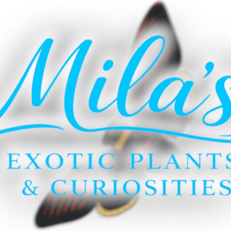 K&ouml;nnte beinhalten: Das Logo von Mila's Exotic Plants & Curiosities zeigt den Namen "Mila's" in einer flie&szlig;enden, hellblauen Schrift. Der Firmenname steht darunter in einer serifenlosen Schrift. Im Hintergrund befindet sich ein verschwommenes Schmetterlingsbild.
