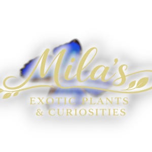 May include: A logo for "Mila's Exotic Plants & Curiosities" in gold script. The word "Mila's" is in a flowing script, with a butterfly design in the background. The text "EXOTIC PLANTS & CURIOSITIES" is in a serif font.