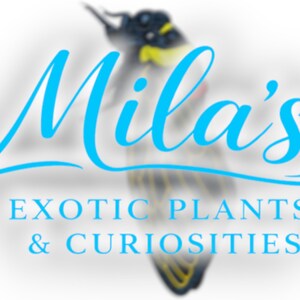 K&ouml;nnte beinhalten: Logo f&uuml;r "Mila's Exotic Plants & Curiosities" in hellblauer Schrift. Hinter dem Text befindet sich ein verschwommenes Bild eines Vogels. Der Text darunter lautet "EXOTIC PLANTS & CURIOSITIES" in einer serifenlosen Schrift.