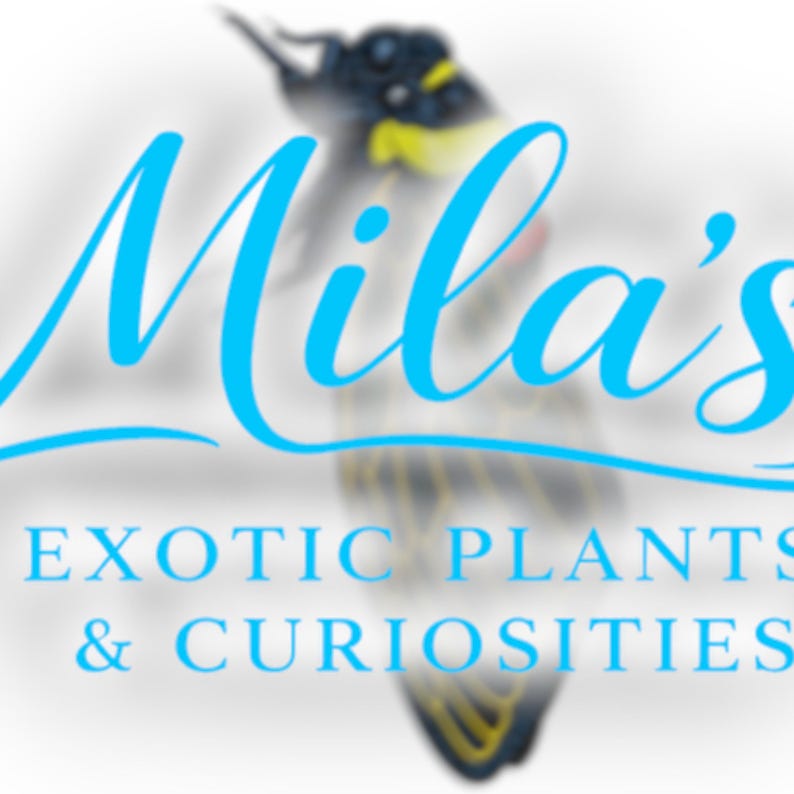 K&ouml;nnte beinhalten: Logo f&uuml;r "Mila's Exotic Plants & Curiosities" in hellblauer Schrift. Hinter dem Text befindet sich ein verschwommenes Bild eines Vogels. Der Text darunter lautet "EXOTIC PLANTS & CURIOSITIES" in einer serifenlosen Schrift.