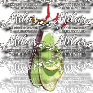 May include: A logo for "Mila's Exotic Plants & Curiosities" features stylized text and decorative flourishes. The design includes a central image of a green leaf with red accents, set against a white background.