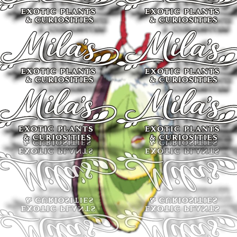 May include: A logo for "Mila's Exotic Plants & Curiosities" features stylized text and decorative flourishes. The design includes a central image of a green leaf with red accents, set against a white background.
