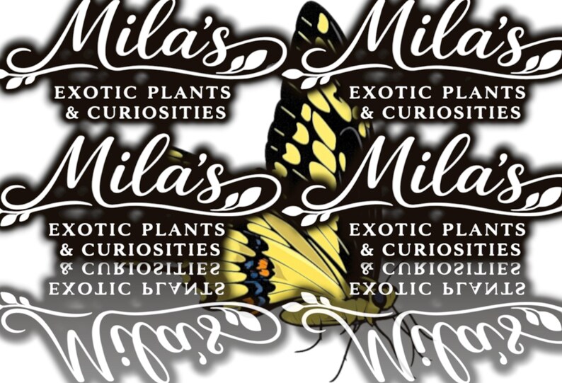 Kunglig gul svalstjärt PNG-paket 1 av 2 | 22 Papilio thoas 300 DPI fjärils clipartfiler bild 20