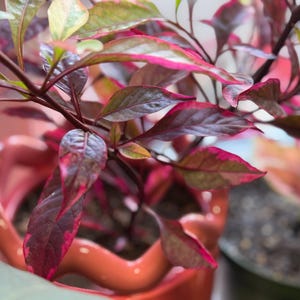May include: A potted plant with dark purple and magenta variegated leaves in a glossy, wavy-edged coral-colored ceramic planter. The plant features pointed foliage with deep purple centers and bright pink margins, set in a distinctively shaped pot.