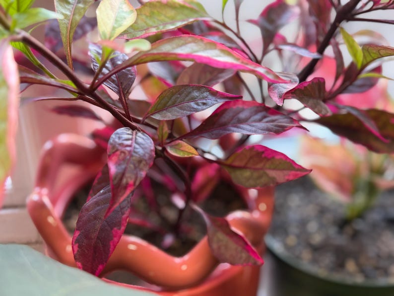 May include: A potted plant with dark purple and magenta variegated leaves in a glossy, wavy-edged coral-colored ceramic planter. The plant features pointed foliage with deep purple centers and bright pink margins, set in a distinctively shaped pot.