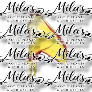 May include: A repeating pattern of the text "Mila's Exotic Plants & Curiosities" in black script with decorative flourishes. A yellow and red butterfly is partially visible in the background.