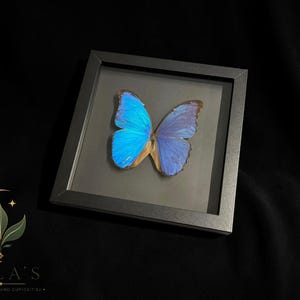 Puede incluir: Un marco cuadrado negro tipo caja con un esp&eacute;cimen de mariposa Morpho azul iridiscente. La mariposa est&aacute; centrada detr&aacute;s de un cristal. En la esquina inferior izquierda, un logotipo muestra una luna creciente y hojas con el texto MILA'S EXOTIC PLANTS AND CURIOSITIES.