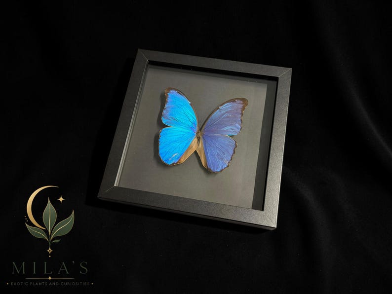 Puede incluir: Un marco cuadrado negro tipo caja con un esp&eacute;cimen de mariposa Morpho azul iridiscente. La mariposa est&aacute; centrada detr&aacute;s de un cristal. En la esquina inferior izquierda, un logotipo muestra una luna creciente y hojas con el texto MILA'S EXOTIC PLANTS AND CURIOSITIES.