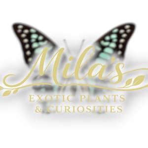 May include: A logo featuring the name "Mila's" in a gold script font, with a butterfly in the background. The butterfly has black and white wings with teal accents. The text "EXOTIC PLANTS & CURIOSITIES" is below the name.