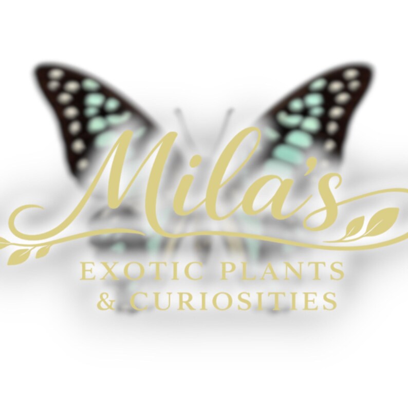 May include: A logo featuring the name "Mila's" in a gold script font, with a butterfly in the background. The butterfly has black and white wings with teal accents. The text "EXOTIC PLANTS & CURIOSITIES" is below the name.
