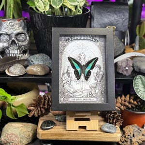 May include: A framed black and white illustration of a butterfly with turquoise wings, labeled "The High Priestess." The artwork is displayed on a wooden easel, surrounded by plants, rocks, and a skull-shaped decorative item.