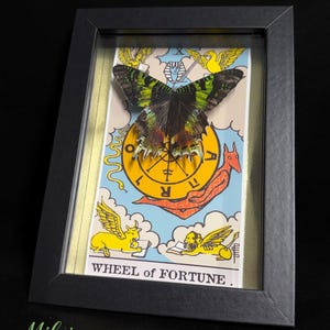 May include: A framed display featuring a preserved green and black butterfly mounted over a Wheel of Fortune tarot card illustration. The card depicts a central yellow wheel, winged figures, and a red creature, with the text WHEEL of FORTUNE.