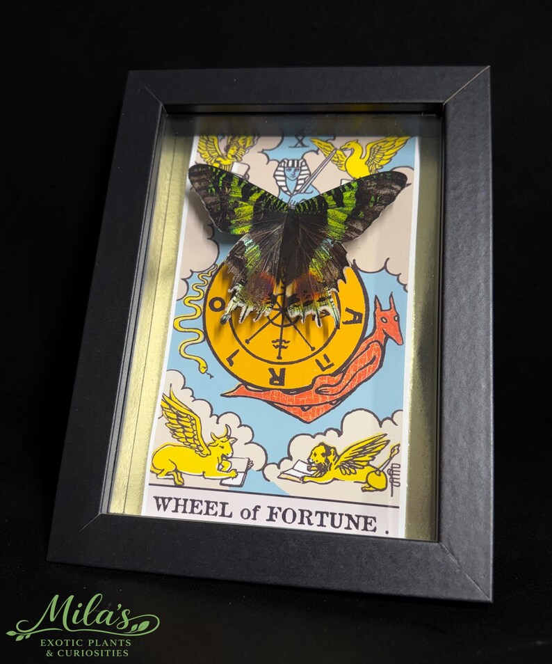 May include: A framed display featuring a preserved green and black butterfly mounted over a Wheel of Fortune tarot card illustration. The card depicts a central yellow wheel, winged figures, and a red creature, with the text WHEEL of FORTUNE.