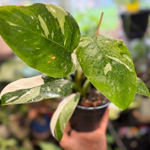 May include: A Philodendron White Princess plant in a black plastic pot. The plant features heart-shaped leaves with variegated patterns of deep green, light green, and creamy white. The leaves are covered in small water droplets, showing a glossy texture.