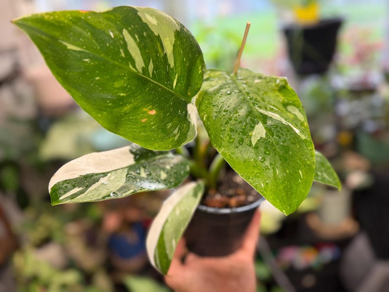May include: A Philodendron White Princess plant in a black plastic pot. The plant features heart-shaped leaves with variegated patterns of deep green, light green, and creamy white. The leaves are covered in small water droplets, showing a glossy texture.