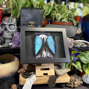 Blue Morpho “The Hermit Midnight” Framed Specimen Art | Morpho deidamia Dark Gothic Tarot Decor image 7