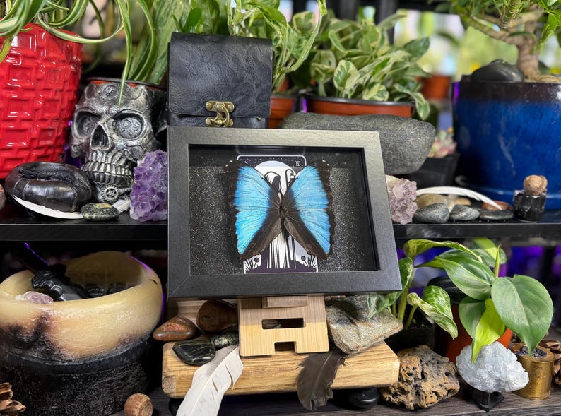 Blue Morpho “The Hermit Midnight” Framed Specimen Art | Morpho deidamia Dark Gothic Tarot Decor image 7