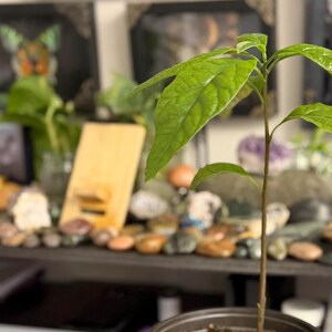 Puede incluir: Una joven planta de aguacate en una maceta peque&ntilde;a, marr&oacute;n anaranjada. La planta tiene varias hojas grandes y verdes y un tallo delgado y marr&oacute;n. El fondo incluye una estanter&iacute;a con rocas y otras plantas.