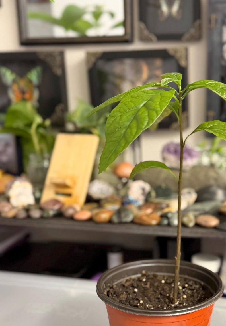 Puede incluir: Una joven planta de aguacate en una maceta peque&ntilde;a, marr&oacute;n anaranjada. La planta tiene varias hojas grandes y verdes y un tallo delgado y marr&oacute;n. El fondo incluye una estanter&iacute;a con rocas y otras plantas.